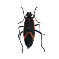 chiches-adultos_Mesa-de-trabajo-1_Mesa-de-trabajo-1