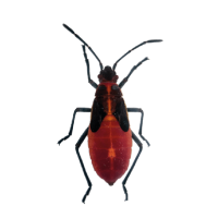 chiches-ninfas_Mesa-de-trabajo-1