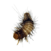escarabajo-alfombra-larva